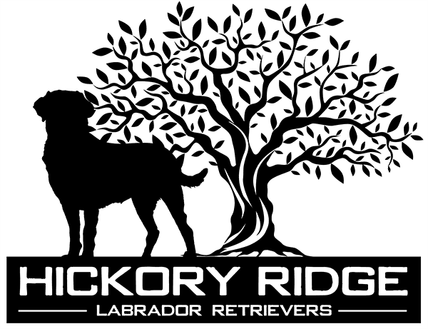 Hickory Ridge Labrador Retrievers LLC