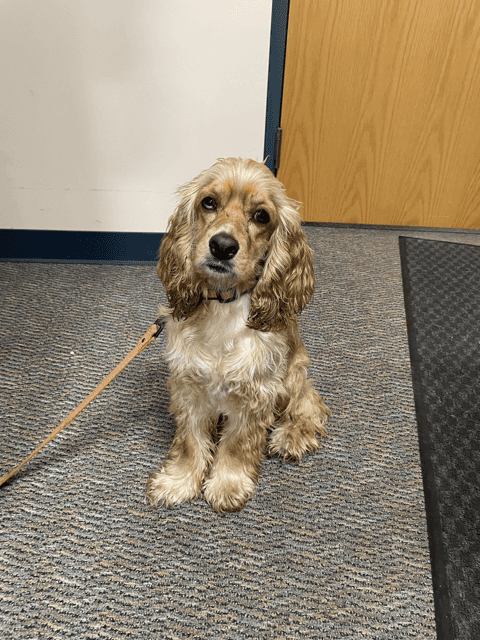 Sadie - Therapy Dog trained by Terri Bavis