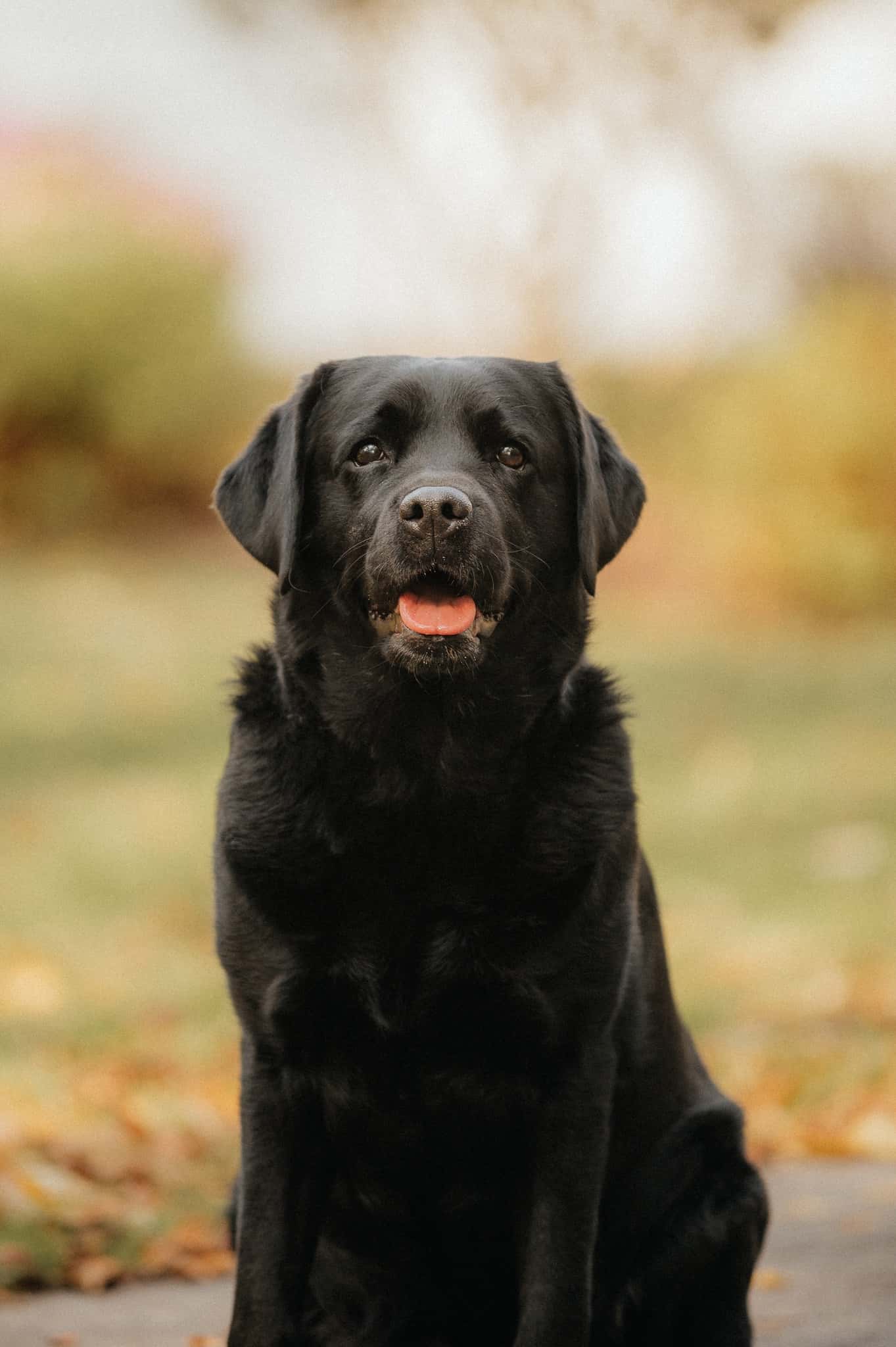 Reiki - Healing Our Animal Friends With Loving Intention