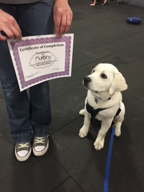 Murphy the Labrador receiving a dog training certificate