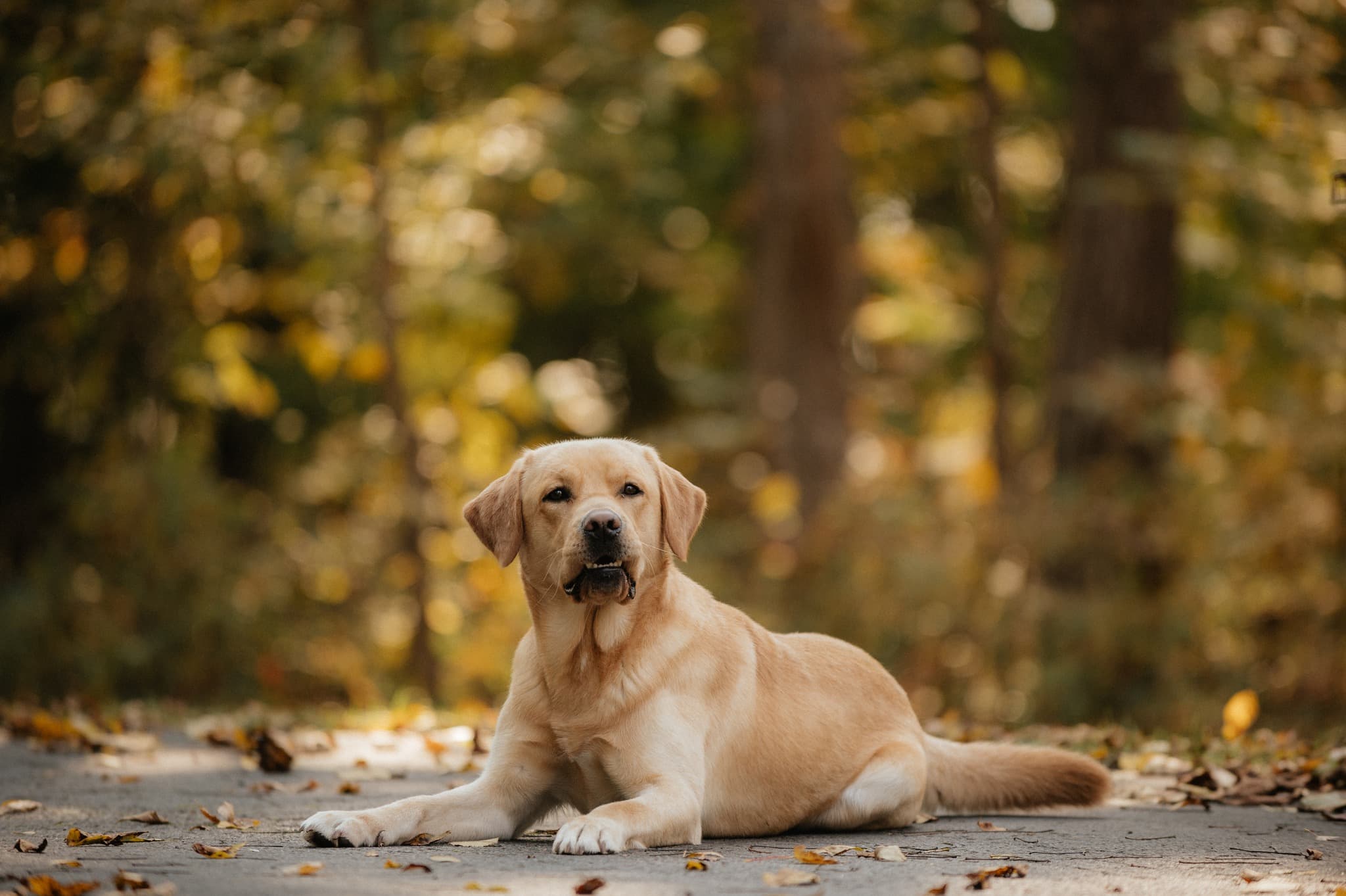 Labrador Retriever laying on a path